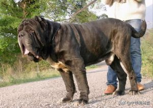 世界猛犬排行榜揭晓-警犬训练器材厂家 _警犬训练用品_工作犬训练用品-南京开久警犬装备