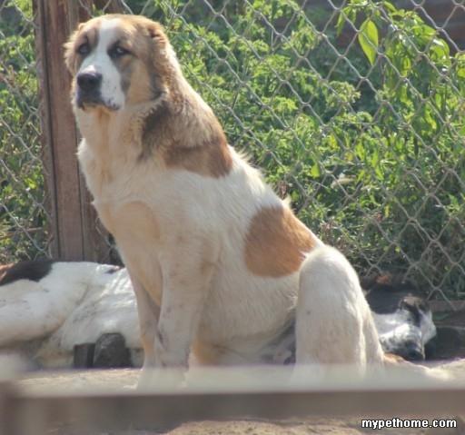 中亚牧羊犬介绍(中亚牧羊犬适合家养吗) - 警犬训练器材厂家 _警犬训练用品_工作犬训练用品-南京开久警犬装备-警犬训练器材厂家 _警犬训练用品_工作犬训练用品-南京开久警犬装备