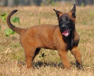 马犬幼犬颜色怎么挑选？马犬什么颜色最正宗幼犬-警犬训练器材厂家 _警犬训练用品_工作犬训练用品-南京开久警犬装备