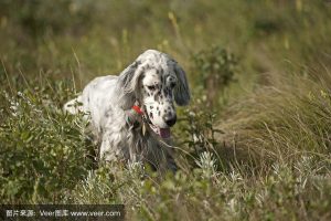 英国狩猎犬(英国狩猎犬 *** )-警犬训练器材厂家 _警犬训练用品_工作犬训练用品-南京开久警犬装备