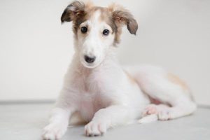 狗狗小鸡头红怎么回事？狗狗小鸡有红点是怎么回事-警犬训练器材厂家 _警犬训练用品_工作犬训练用品-南京开久警犬装备