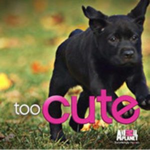 狗狗与骨头2萌宠(狗狗吃了骨头怎么办)-警犬训练器材厂家 _警犬训练用品_工作犬训练用品-南京开久警犬装备