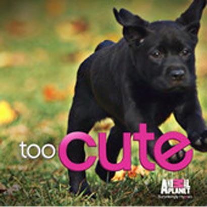 狗狗与骨头2萌宠(狗狗吃了骨头怎么办) - 警犬训练器材厂家 _警犬训练用品_工作犬训练用品-南京开久警犬装备-警犬训练器材厂家 _警犬训练用品_工作犬训练用品-南京开久警犬装备