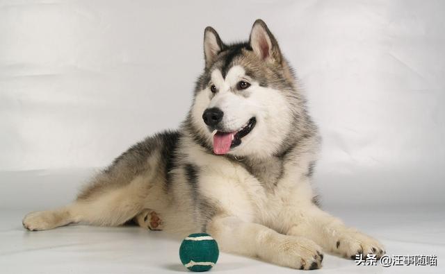 阿拉斯加雪橇犬性格 阿拉斯加是雪橇犬吗 - 警犬训练器材厂家 _警犬训练用品_工作犬训练用品-南京开久警犬装备-警犬训练器材厂家 _警犬训练用品_工作犬训练用品-南京开久警犬装备