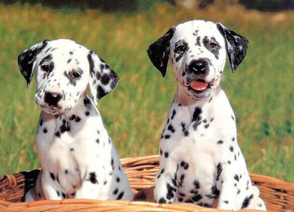 斑点狗好养吗(斑点狗好养吗?饲养斑点狗的技巧) - 警犬训练器材厂家 _警犬训练用品_工作犬训练用品-南京开久警犬装备-警犬训练器材厂家 _警犬训练用品_工作犬训练用品-南京开久警犬装备