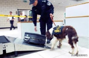 史宾格犬的优点和缺点(史宾格犬 *** 及价格)-警犬训练器材厂家 _警犬训练用品_工作犬训练用品-南京开久警犬装备