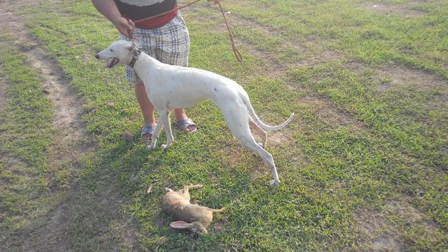 灵缇也被称作格力犬(细狗格力犬好还是灵缇) - 警犬训练器材厂家 _警犬训练用品_工作犬训练用品-南京开久警犬装备-警犬训练器材厂家 _警犬训练用品_工作犬训练用品-南京开久警犬装备