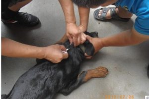 犬打20原理，犬的行为原理-警犬训练器材厂家 _警犬训练用品_工作犬训练用品-南京开久警犬装备