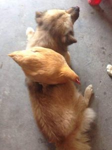 家里的狗咬鸡有什么预兆-警犬训练器材厂家 _警犬训练用品_工作犬训练用品-南京开久警犬装备