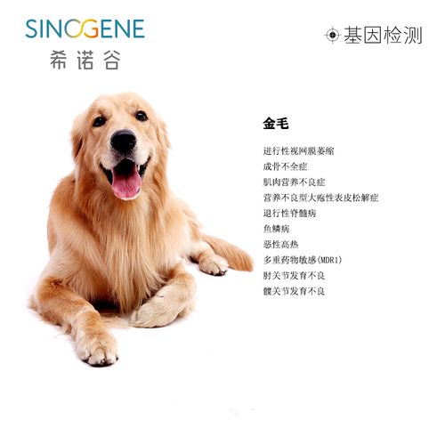 宠物狗品种 *** 大全(宠物狗品种 *** 大全 名字 价格表) - 警犬训练器材厂家 _警犬训练用品_工作犬训练用品-南京开久警犬装备-警犬训练器材厂家 _警犬训练用品_工作犬训练用品-南京开久警犬装备