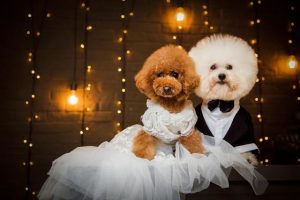 比熊犬与泰迪犬的区别  比熊犬和泰迪犬的性格区别-警犬训练器材厂家 _警犬训练用品_工作犬训练用品-南京开久警犬装备