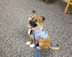 狗狗走丢警察受理吗(狗狗走丢报警警察会管吗)-警犬训练器材厂家 _警犬训练用品_工作犬训练用品-南京开久警犬装备