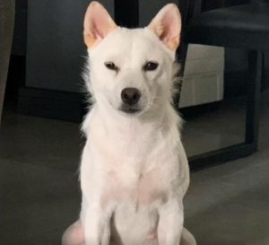 小狗怀胎几个月萌宠(狗怀胎几个月会生出小狗)-警犬训练器材厂家 _警犬训练用品_工作犬训练用品-南京开久警犬装备