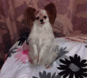 小白狗有哪些种类(小白鞋的种类有哪些)-警犬训练器材厂家 _警犬训练用品_工作犬训练用品-南京开久警犬装备