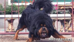 猛犬打架(猛犬打架排名)-警犬训练器材厂家 _警犬训练用品_工作犬训练用品-南京开久警犬装备