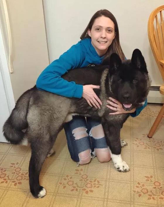 秋田犬的性格特点是什么(秋田犬性格特点及智商排名) - 警犬训练器材厂家 _警犬训练用品_工作犬训练用品-南京开久警犬装备-警犬训练器材厂家 _警犬训练用品_工作犬训练用品-南京开久警犬装备