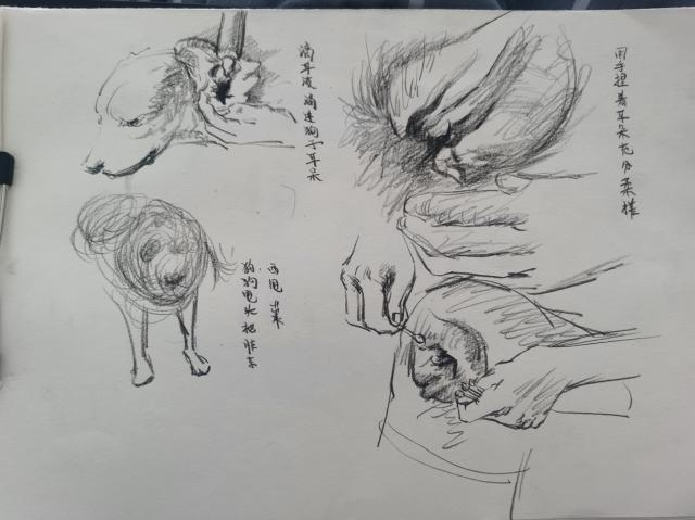 如何让狗狗进入？如何让狗狗坐下 - 警犬训练器材厂家 _警犬训练用品_工作犬训练用品-南京开久警犬装备-警犬训练器材厂家 _警犬训练用品_工作犬训练用品-南京开久警犬装备