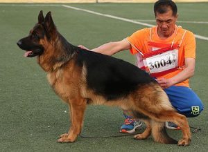 阿福犬舍官方网站(白沙犬舍官方网站)-警犬训练器材厂家 _警犬训练用品_工作犬训练用品-南京开久警犬装备