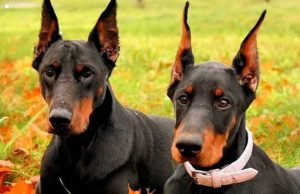 怎么看杜宾犬纯不纯？杜宾犬 怎么看狗的公母-警犬训练器材厂家 _警犬训练用品_工作犬训练用品-南京开久警犬装备