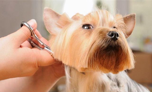 狗狗剃毛器(狗狗剃毛器怎么换头) - 警犬训练器材厂家 _警犬训练用品_工作犬训练用品-南京开久警犬装备-警犬训练器材厂家 _警犬训练用品_工作犬训练用品-南京开久警犬装备