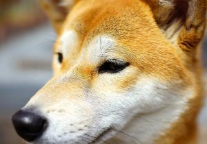 白秋田犬怎么养?上海可以养秋田犬吗-警犬训练器材厂家 _警犬训练用品_工作犬训练用品-南京开久警犬装备