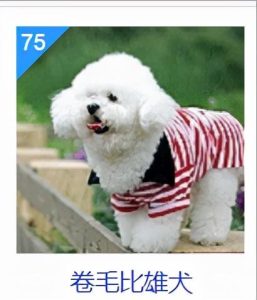 西施犬美容要领(西施犬怎么美容)-警犬训练器材厂家 _警犬训练用品_工作犬训练用品-南京开久警犬装备