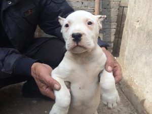 杜高犬 *** (杜高犬 *** 技术)-警犬训练器材厂家 _警犬训练用品_工作犬训练用品-南京开久警犬装备