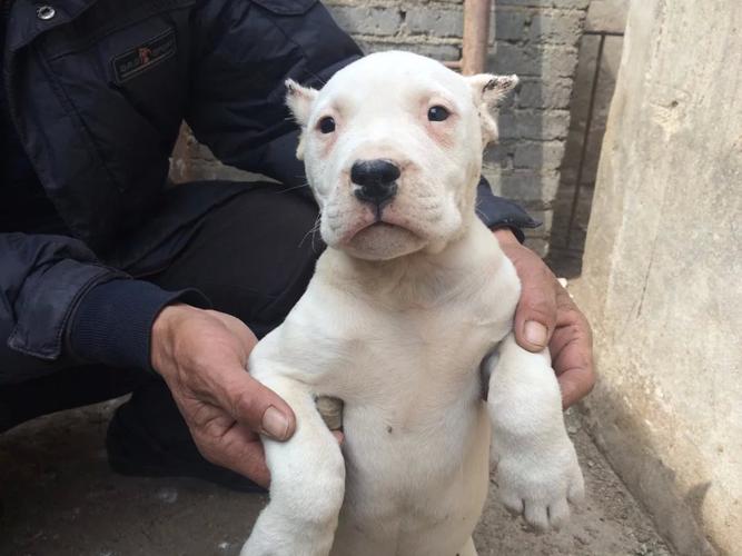 杜高犬 *** (杜高犬 *** 技术) - 警犬训练器材厂家 _警犬训练用品_工作犬训练用品-南京开久警犬装备-警犬训练器材厂家 _警犬训练用品_工作犬训练用品-南京开久警犬装备