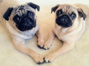 中国牧羊犬(古代牧羊犬)-警犬训练器材厂家 _警犬训练用品_工作犬训练用品-南京开久警犬装备