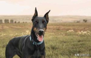 东德牧羊犬分几种(东德牧羊犬分几种毛色)-警犬训练器材厂家 _警犬训练用品_工作犬训练用品-南京开久警犬装备