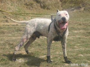 巴基斯坦狗(巴基斯坦狗舍)-警犬训练器材厂家 _警犬训练用品_工作犬训练用品-南京开久警犬装备