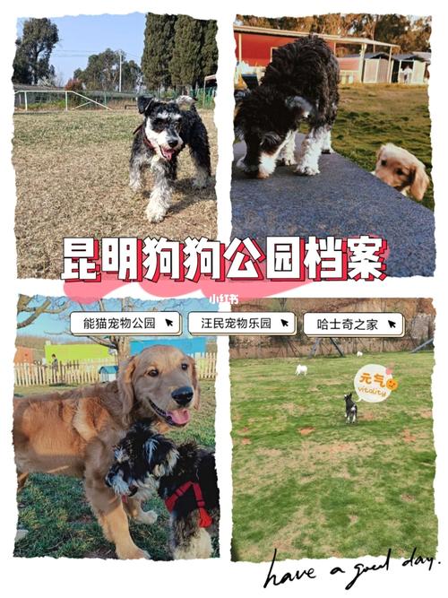 昆明小板桥狗市场在哪里(昆明小板桥狗市场2022) - 警犬训练器材厂家 _警犬训练用品_工作犬训练用品-南京开久警犬装备-警犬训练器材厂家 _警犬训练用品_工作犬训练用品-南京开久警犬装备