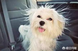 平常帮狗狗美容护理的 ***-警犬训练器材厂家 _警犬训练用品_工作犬训练用品-南京开久警犬装备