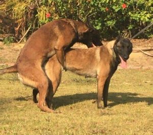 狗狗配种需要几次?狗狗配种需要几次-警犬训练器材厂家 _警犬训练用品_工作犬训练用品-南京开久警犬装备