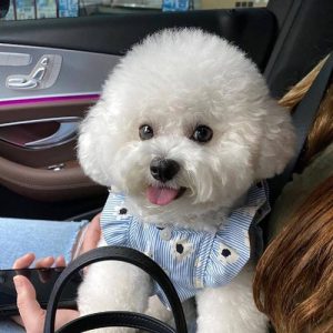 比熊犬为什么有的大有的小-警犬训练器材厂家 _警犬训练用品_工作犬训练用品-南京开久警犬装备