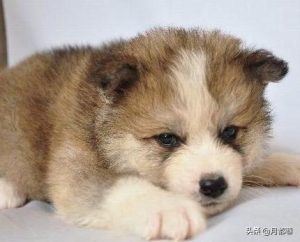 秋田犬价格一般多少钱价格在5000_美系秋田犬价格多少-警犬训练器材厂家 _警犬训练用品_工作犬训练用品-南京开久警犬装备