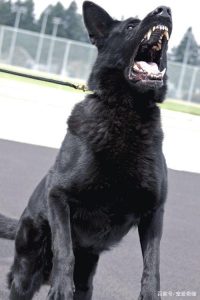 大丹犬马默杜克(大丹犬马默杜克 音乐)-警犬训练器材厂家 _警犬训练用品_工作犬训练用品-南京开久警犬装备