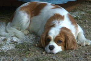 狗狗好像被什么卡住了怎么办(狗狗被食物卡住了怎么办)-警犬训练器材厂家 _警犬训练用品_工作犬训练用品-南京开久警犬装备