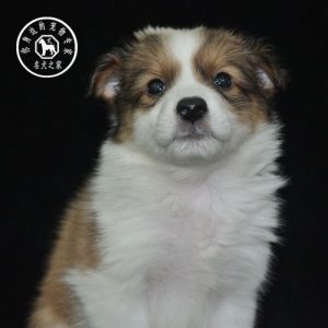 重庆宠物犬价格(重庆宠物犬养殖基地)-警犬训练器材厂家 _警犬训练用品_工作犬训练用品-南京开久警犬装备