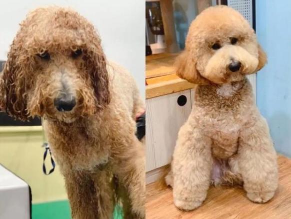 狗狗美容造型(狗狗美容造型里面是包括了洗澡吗) - 警犬训练器材厂家 _警犬训练用品_工作犬训练用品-南京开久警犬装备-警犬训练器材厂家 _警犬训练用品_工作犬训练用品-南京开久警犬装备