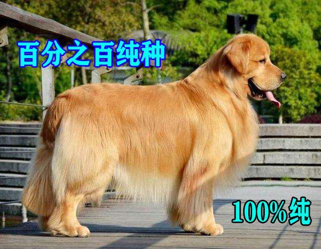 纯种金毛犬价格(纯种金毛犬多少钱一只幼崽) - 警犬训练器材厂家 _警犬训练用品_工作犬训练用品-南京开久警犬装备-警犬训练器材厂家 _警犬训练用品_工作犬训练用品-南京开久警犬装备