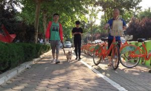 柯基犬如何训练(怎么训练柯基不咬人)-警犬训练器材厂家 _警犬训练用品_工作犬训练用品-南京开久警犬装备