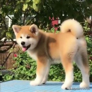 新手养狗基础知识合理饲养宠物狗狗十个准则-警犬训练器材厂家 _警犬训练用品_工作犬训练用品-南京开久警犬装备