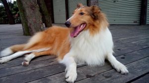 粗毛柯利犬价格(粗毛柯利犬小狗 *** )-警犬训练器材厂家 _警犬训练用品_工作犬训练用品-南京开久警犬装备