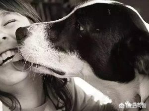狗狗舔人 *** 是真的吗:狗狗舔人代表什么意思-警犬训练器材厂家 _警犬训练用品_工作犬训练用品-南京开久警犬装备