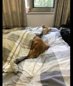 家里的狗狗把我上了:我睡觉的时候-警犬训练器材厂家 _警犬训练用品_工作犬训练用品-南京开久警犬装备