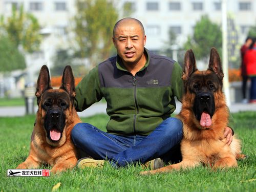 中国牧羊犬 *** (中国可以养牧羊犬吗) - 警犬训练器材厂家 _警犬训练用品_工作犬训练用品-南京开久警犬装备-警犬训练器材厂家 _警犬训练用品_工作犬训练用品-南京开久警犬装备