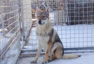 三色犬猎犬主要打什么(三色犬猎犬主要打什么 *** )-警犬训练器材厂家 _警犬训练用品_工作犬训练用品-南京开久警犬装备