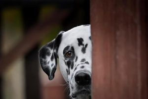流浪狗领养注意事项，流浪狗抱回家注意事项-警犬训练器材厂家 _警犬训练用品_工作犬训练用品-南京开久警犬装备