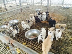 肉狗养殖基地(大型肉狗养殖基地)-警犬训练器材厂家 _警犬训练用品_工作犬训练用品-南京开久警犬装备